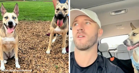 Two dogs standing on wood chips in a park, tongues out, next to a man sitting in a car with a dog in the back seat.