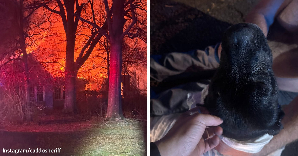 Deputy Hears A Dog Crying Beside A Burning Home And Charges Into The ...