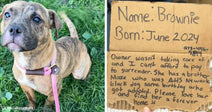 Brindle puppy on grass wearing a pink leash appears beside a handwritten cardboard sign asking for a home.
