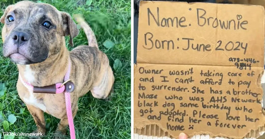 Brindle puppy on grass wearing a pink leash appears beside a handwritten cardboard sign asking for a home.
