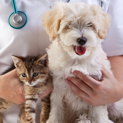 A veterinarian in a white coat holds a fluffy puppy and a tabby kitten on an examination table.