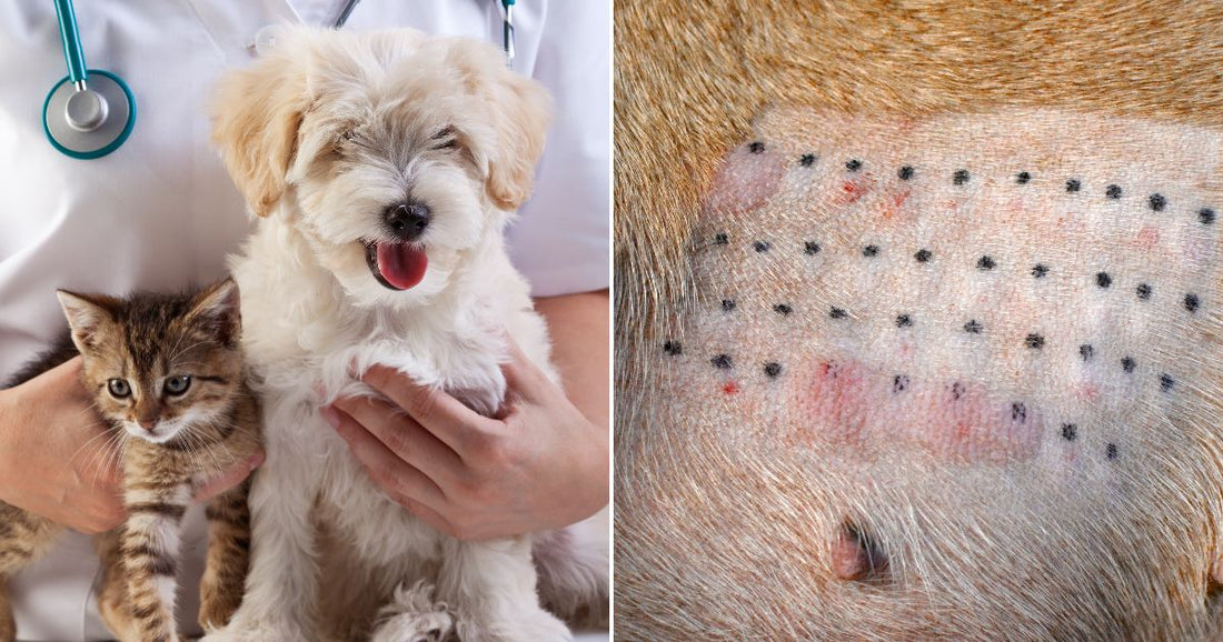 On the left, a veterinarian holds a puppy and kitten; on the right, a shaved dog's belly shows suture staples post-surgery.