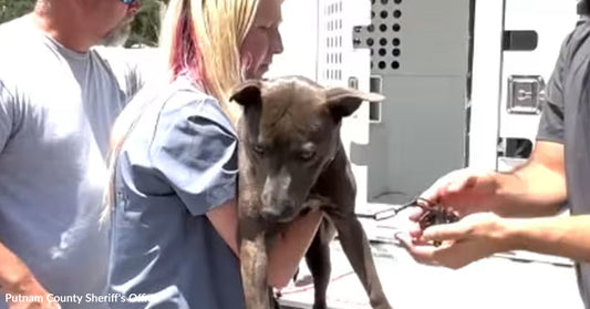 A person carries a dark-colored dog near an animal control truck while another person stands nearby holding a cable or leash.
