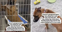 A brown shelter puppy stands behind kennel bars, then walks on a leash with text saying she will clean up her toys if someone adopts her.