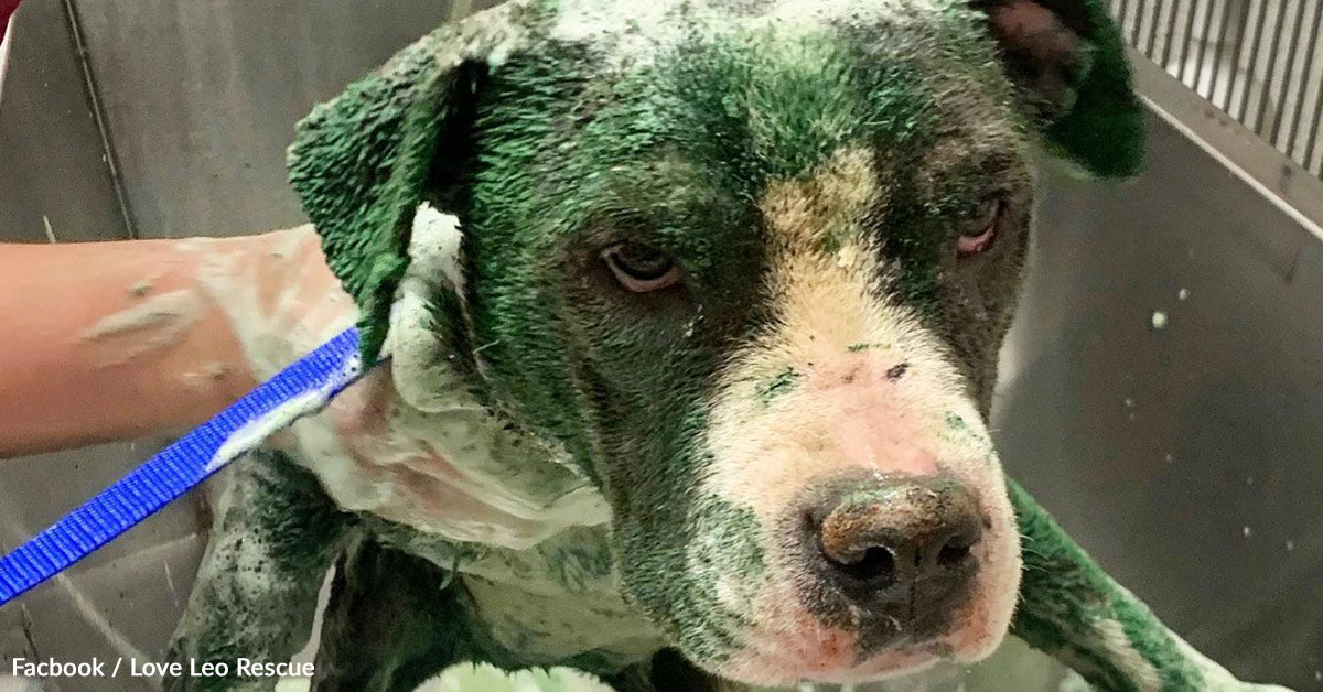 Trembling Canine Coated In Poison Paint Transforms When Kindness Finds Her Trembling Canine Coated In Poison Paint Transforms When Kindness Finds Her