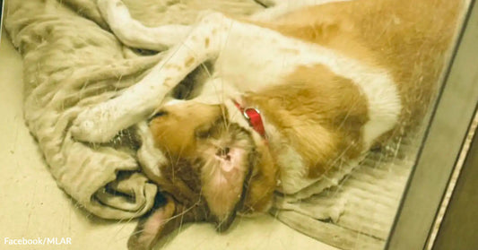 A brown and white colored dog with a red collar covers its eyes with a paw.