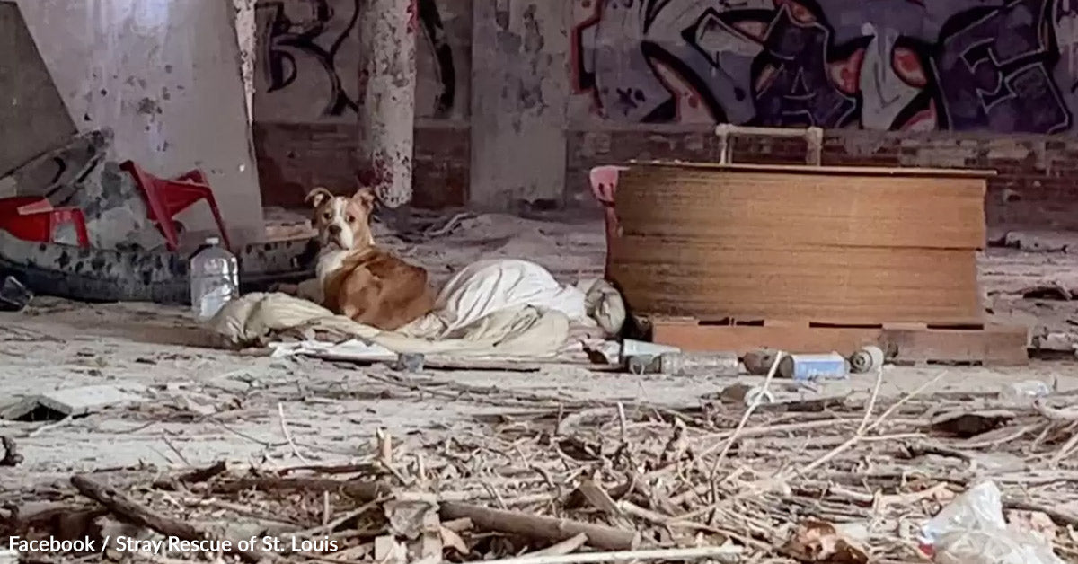 Rescuers Discover Canine Curled Up on a Blanket in an Deserted Constructing Ready for Assist Rescuers Discover Canine Curled Up on a Blanket in an Deserted Constructing Ready for Assist