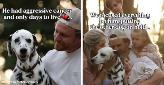 Left: A man gently holds a Dalmatian while on-screen text says the dog has aggressive cancer and only days to live.  Right: A family with children gathers around and embraces a Dalmatian, with text describing focusing all attention on the dog.