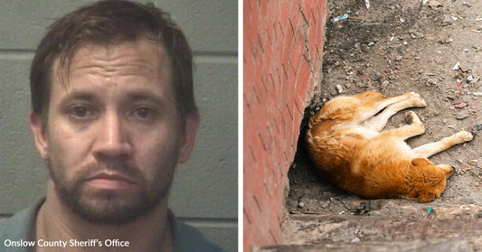 Mugshot of a man beside an image of a dog lying on the ground near a brick wall.