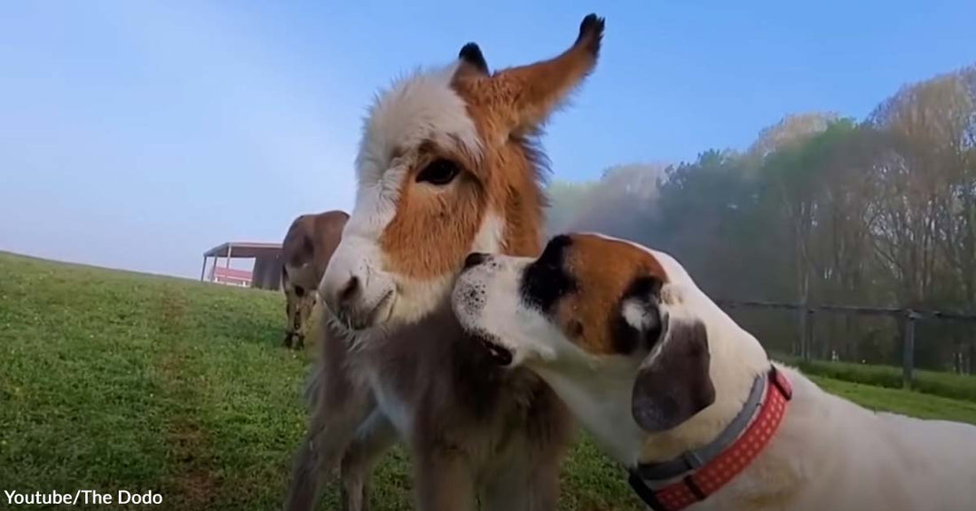 Watch How This Dog Adorably Made Friends with a Baby Donkey