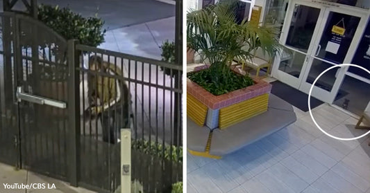 Security camera collage shows a person outside a gated entrance at night on the left, and a small dog circled near glass doors inside a tiled lobby on the right.