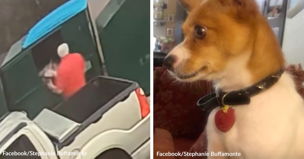 Canine Dumped Alive in Trash Dies as Deputies Arrest Proprietor Canine Dumped Alive in Trash Dies as Deputies Arrest Proprietor