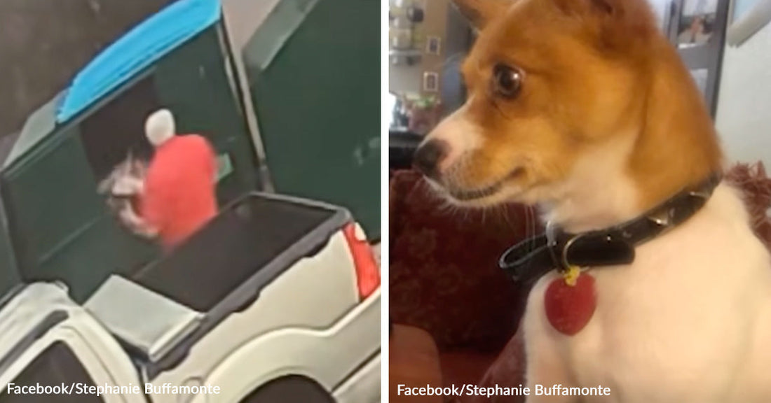 Split image showing a person at a dumpster on the left and a small dog indoors on the right.
