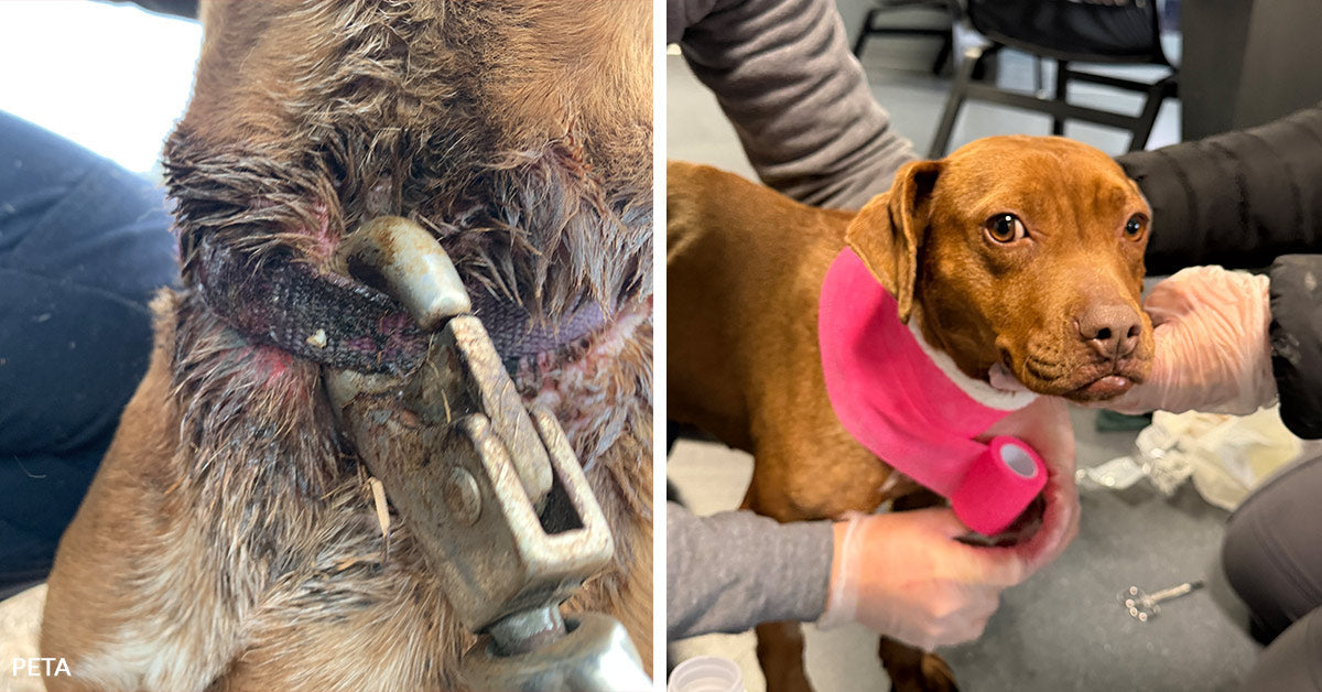 Dog Rescued From Embedded Collar Gets a New Beginning | The Animal ...