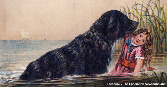 From Famous To Infamous – This Newfoundland Made Headlines Back In 1908 For Being Wickedly Genius