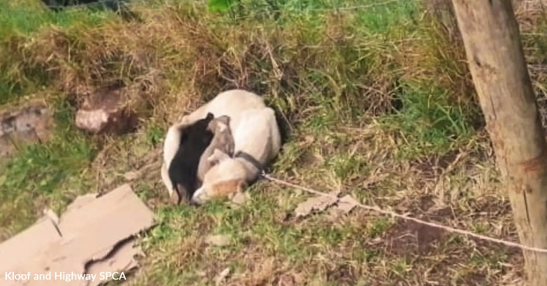 A light colored dog and a darker dog curled up, tied to a rope.