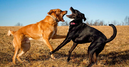 Dog Fighting Ring Collapses As Federal Sentence Lands In A Brutal Cruelty And Meth Case