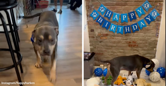 Split image of a dog walking indoors and the same dog exploring a birthday setup with decorations and toys.