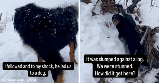 Large fluffy dog walking through falling snow, alongside an image of a smaller dog lying near a log in a snowy area.