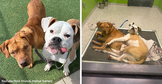 Shelter Dog Goes Missing and Staff Call in His Best Friend