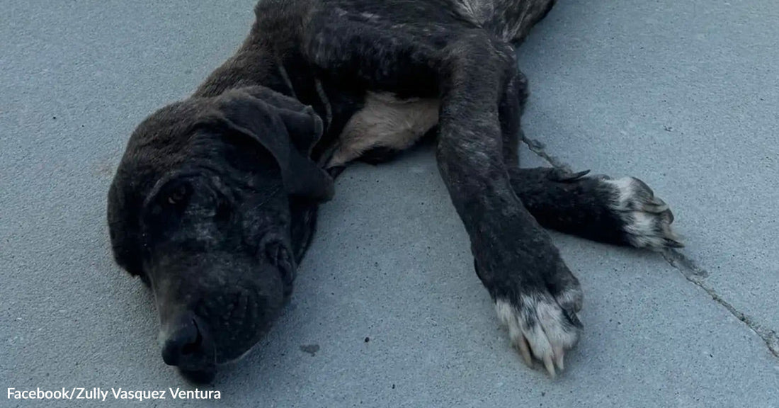 Emaciated black dog with white paws lies on a concrete surface, head resting on the ground, appearing weak and exhausted.