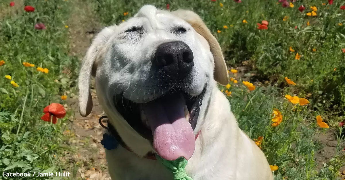 Labrador With ‘Humorous Face’ Evokes Life-Altering Rescue