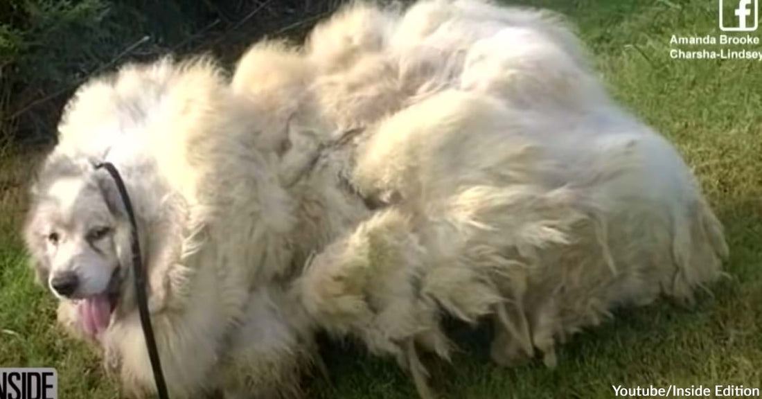 A Dog with 33 Pounds of Fur Was Given a Makeover After Rescuers Found Him in a Barn