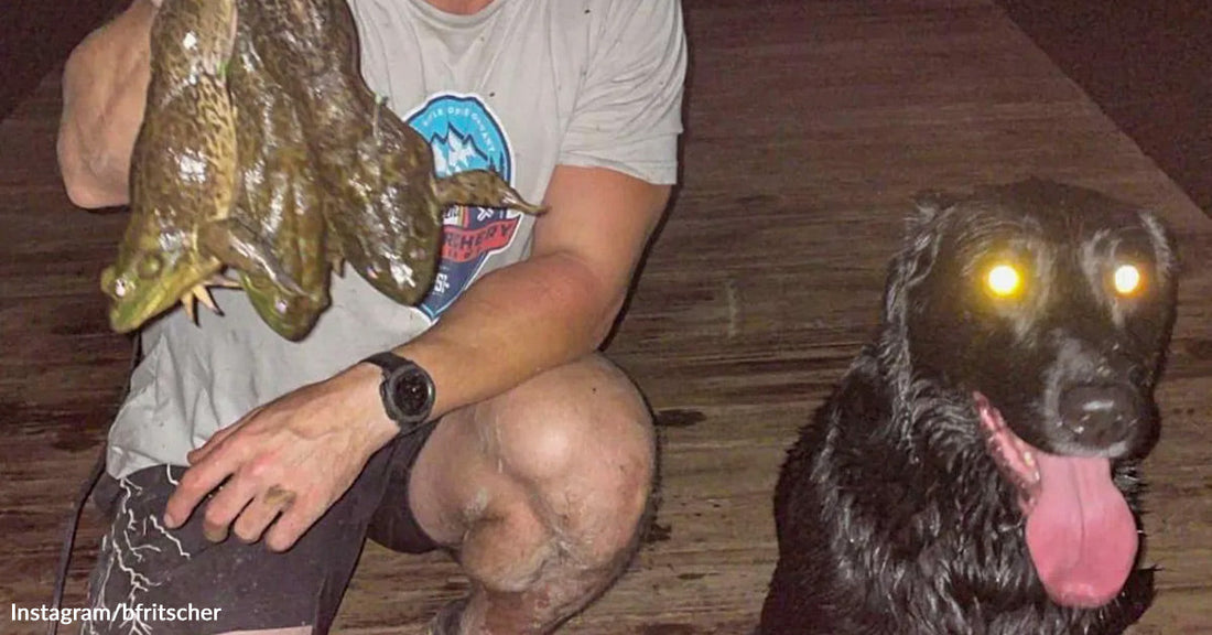 Person kneeling on a dock at night holding two large bullfrogs beside a wet black dog with glowing eyes and its tongue hanging out.
