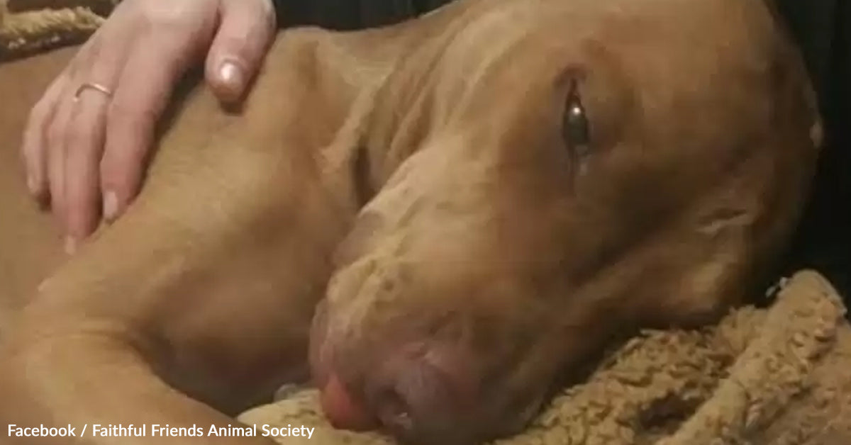 Canine Exhibits Stunning Restoration After Youngsters Injected Her With Cocaine