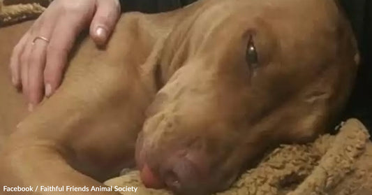 A dog rests peacefully on a blanket, with a hand gently petting its head.