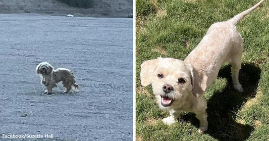 Split image showing a small cream-colored dog standing alone on a road on the left and the same dog smiling on grass after rescue on the right.