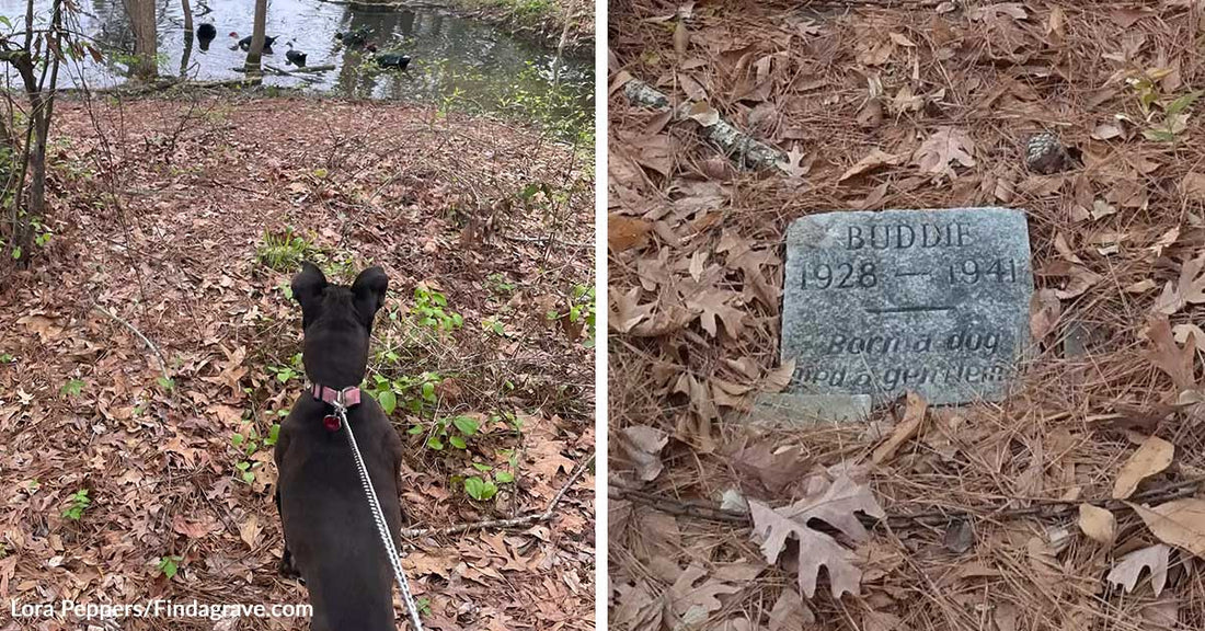 Dog on a leash standing on a leaf-covered path, looking toward a pond with ducks in the distance.  Small weathered gravestone on the ground among leaves reading “Buddie 1928–1941,” marking a dog’s grave.