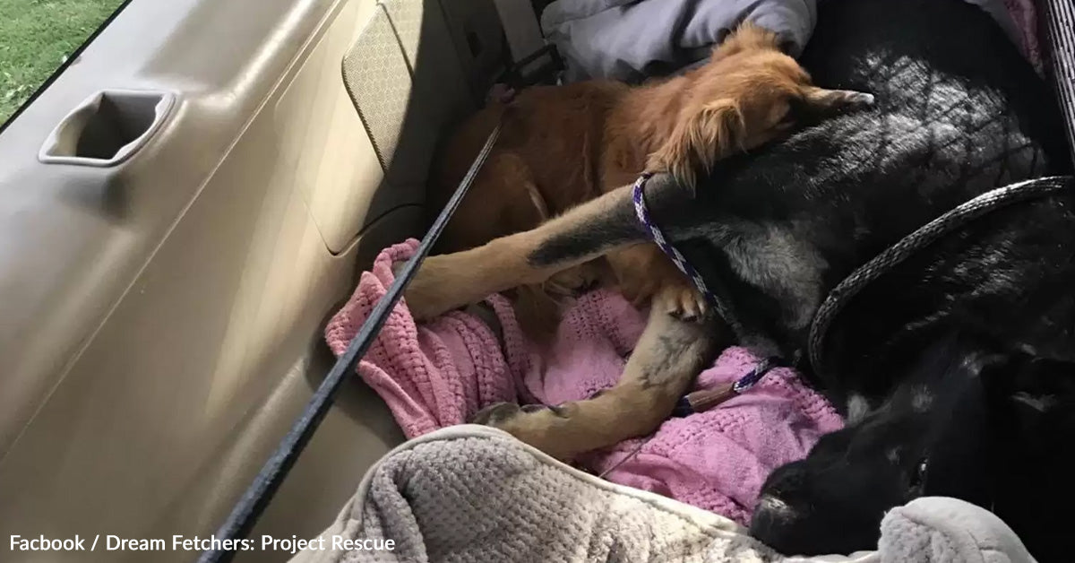 Loyal Stray Refuses To Depart His Pregnant Good friend As She Fights To Survive Loyal Stray Refuses To Depart His Pregnant Good friend As She Fights To Survive