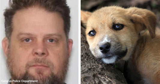 Split image showing a mugshot-style photo of a man beside a close-up of a tan puppy resting its head on wood.