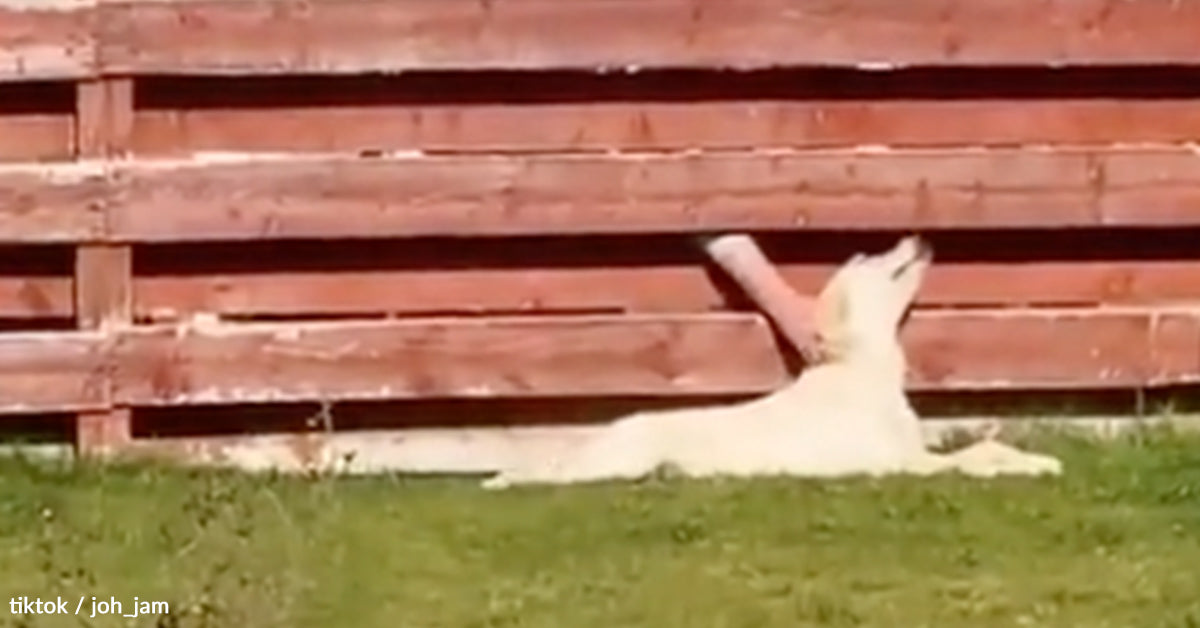 Lady Finds Out Her Canine’s Been Having a Secret Friendship Behind the Fence
