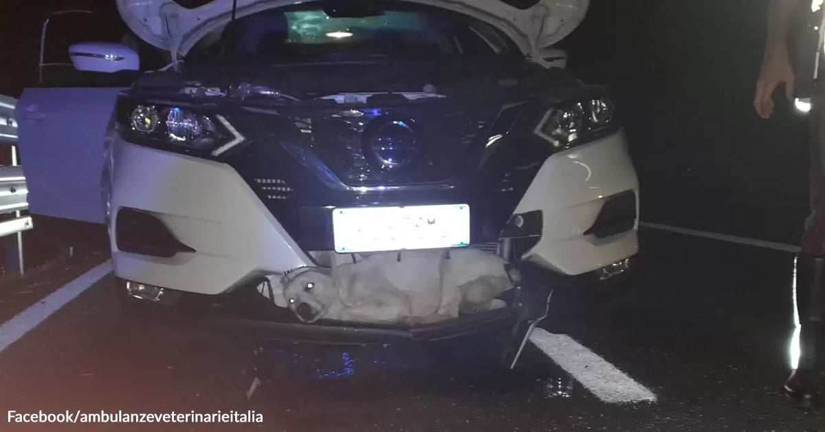 Stray Canine Hit At Excessive Pace Discovered Alive In Automobile Grille Stray Canine Hit At Excessive Pace Discovered Alive In Automobile Grille
