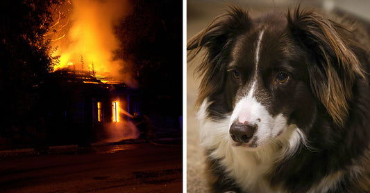 Split image of a house burning at night with flames and smoke and a close-up of a black-and-white dog looking downward.