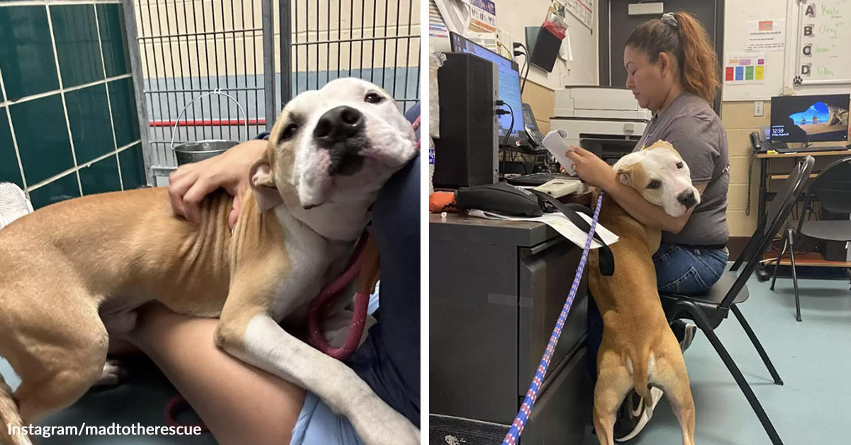 Shelter Dog Hugs Strangers While Begging For A Forever Home | The ...