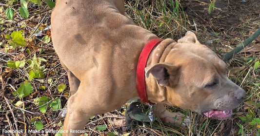 A muscular dog with a red collar exploring a grassy area filled with leaves.