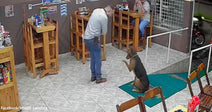 Café interior security image showing a man interacting with a seated dog while another customer watches from a high table in the background.