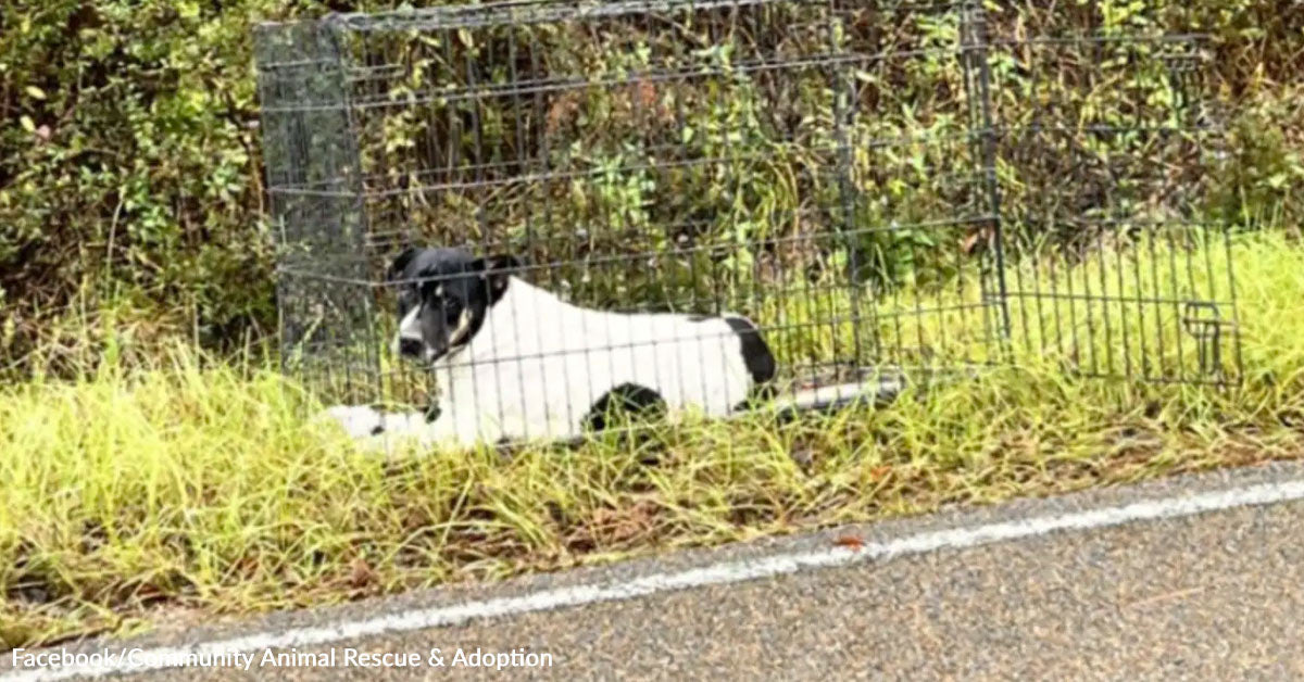 Girl Finds Canine With Unhappy Eyes In Crate And Discovers Hidden Puppies Girl Finds Canine With Unhappy Eyes In Crate And Discovers Hidden Puppies
