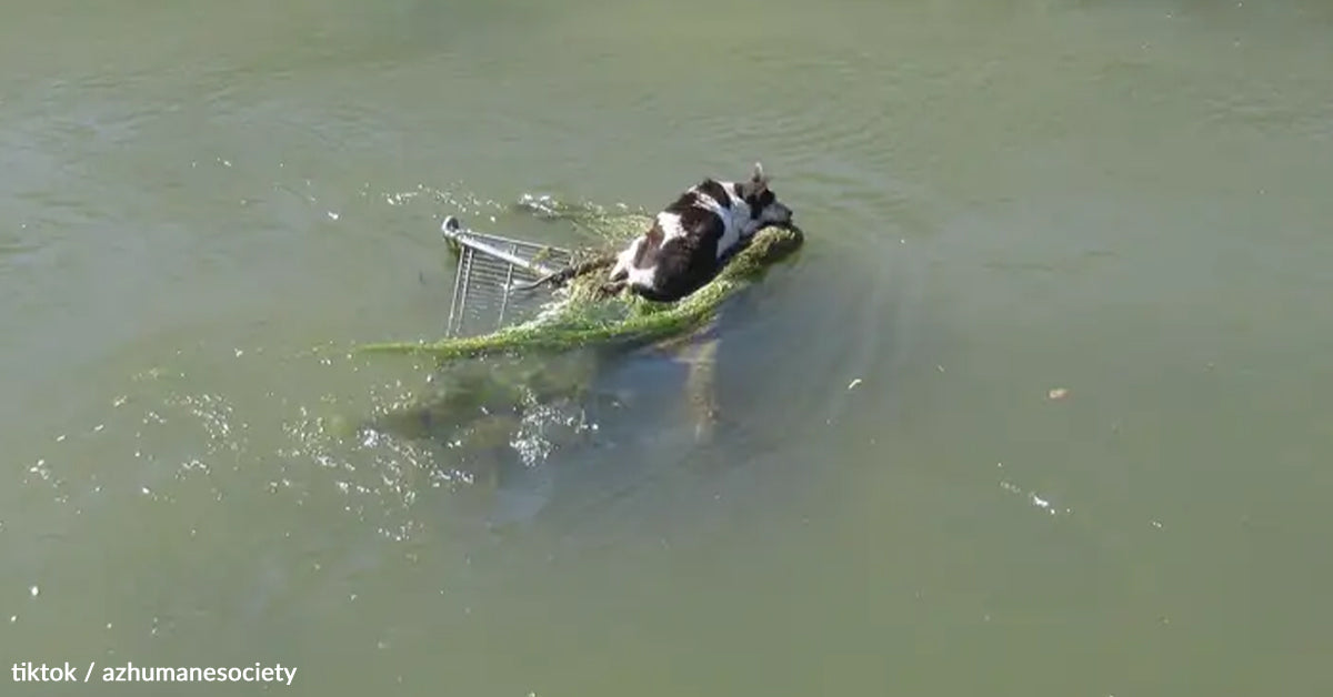 Tiny Senior Canine Clings To Purchasing Cart As Raging Water Surges In Canal