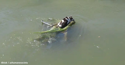 A black and white dog rests on a submerged shopping cart in a river.