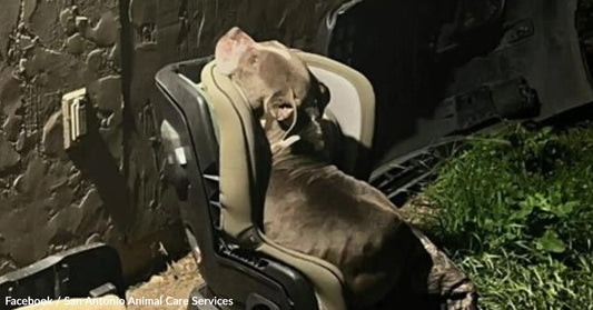 A dog resting comfortably in a car seat against a textured wall at night.