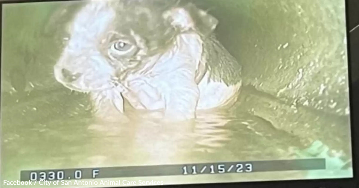 Robotic Digicam in Drainpipe Leads To Heartwarming Pet Rescue