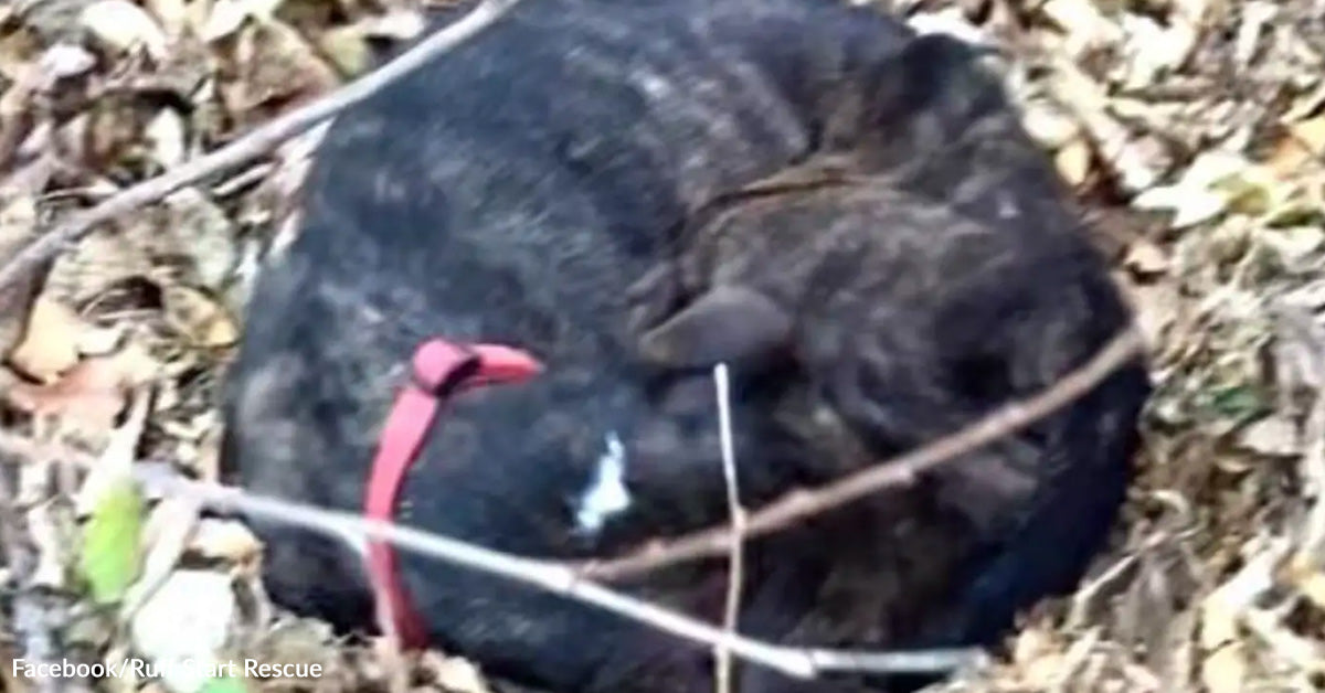 Skeletal Pup Discovered Curled Beneath Pile Of Fallen Leaves, Finds Ceaselessly Residence
