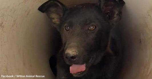Black dog looking curiously from inside a pipe, with a gentle expression.