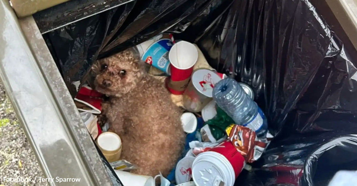 Man Opens Rubbish Can And Finds A Damaged Canine Preventing To Reside