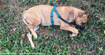 Reward Offered to Find Cruel Person Who Dumped Dying Dog in Trash Bag on Side of Road