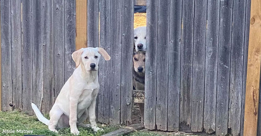 A white dog sits beside a wooden fence, with two dogs peeking through a gap.